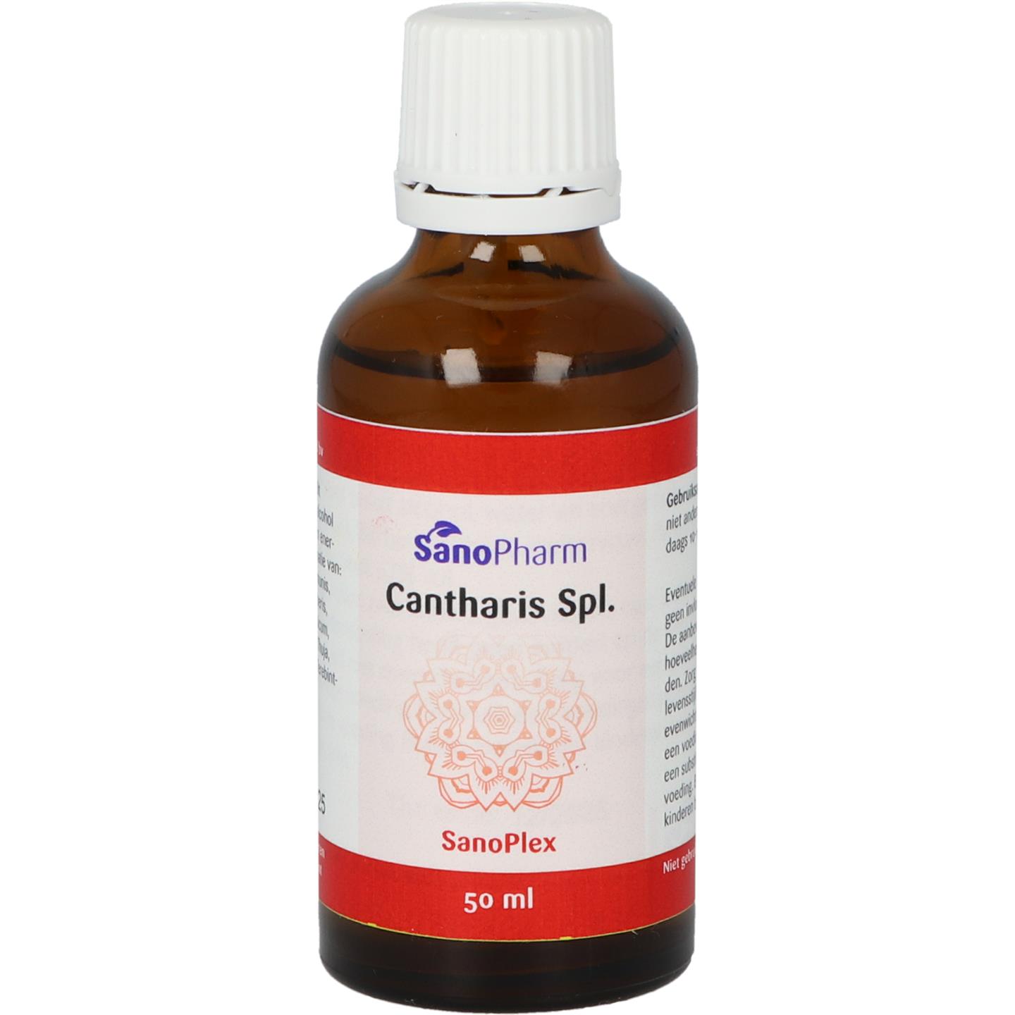 Cantharis Spl.